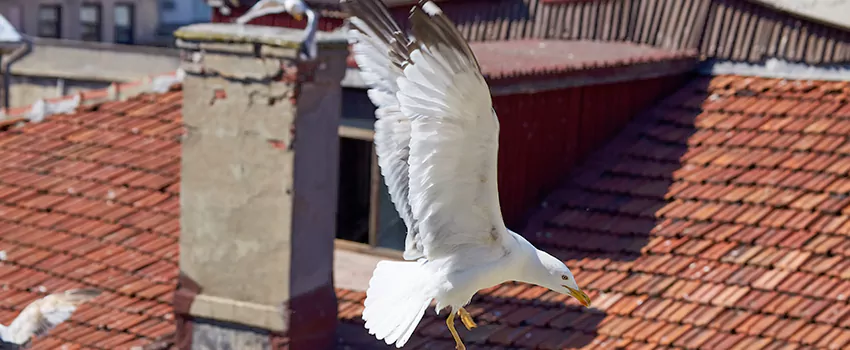 Residential Chimney Animal Removal Solution in Burlingame, CA